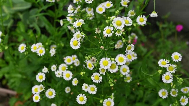 Erigeron flowers (or Daisy Fleabane) blooming in the garden. This flower is a valuable native wildflower that supports local ecosystems and serves practical medicinal and gardening purposes.