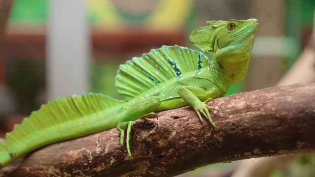 Vibrant green basilisk lizard rests on wooden branch displaying impressive sail-like dorsal crest with blue spots. Reptile shows detailed scales and alert posture against blurred colorful background.