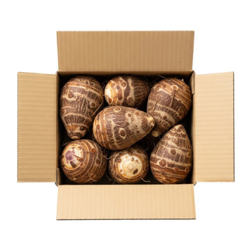 Fresh Raw Taro RootsSatoimo Packed in an Open Cardboard Shipping Box