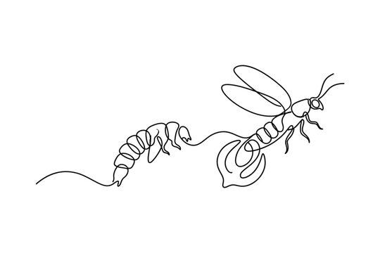 A continuous line drawing of a firefly and its larva.