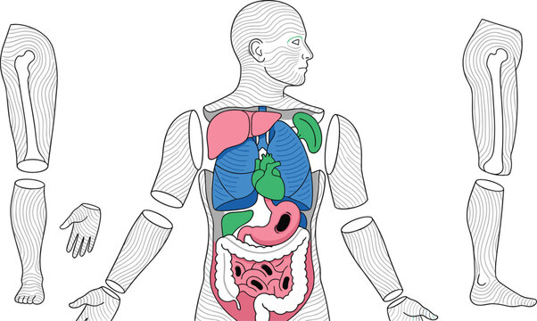 Abstract human body anatomy poster with internal organs and dissected limbs for medical education vector