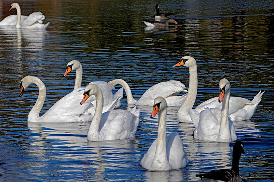 Animais. Aves. Cisnes no lago (Cygnus olor). Hyde Park.