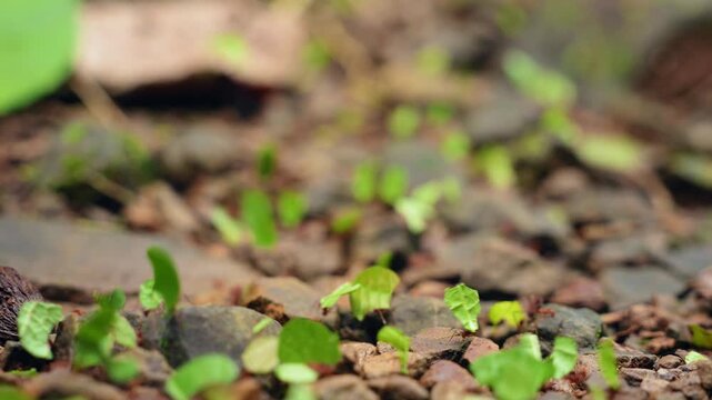 Leafcutter ants march steadily across rocky tropical forest floor, carrying vibrant green leaf fragments through scattered pebbles and moss-covered stones with soft natural daylight filtering through.
