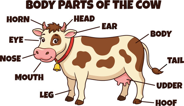 Body parts of the cow educational anatomy diagram chart for kids vector cartoon illustration