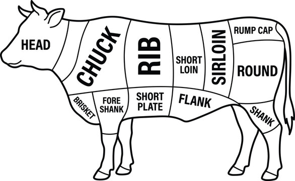 Butcher diagram cuts of beef chart showing labeled cow meat parts outline vector illustration
