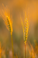 Fototapeta premium Wheat grows across farmland. Wheat ear faces sunlight. Golden wheat enriches landscape. Rural wheat fills frame.
