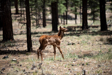 Naklejka premium Deer wild animal in forest. Deer standing calm woodland scene. Deer natural wildlife portrait. Deer forest mammal outdoors.