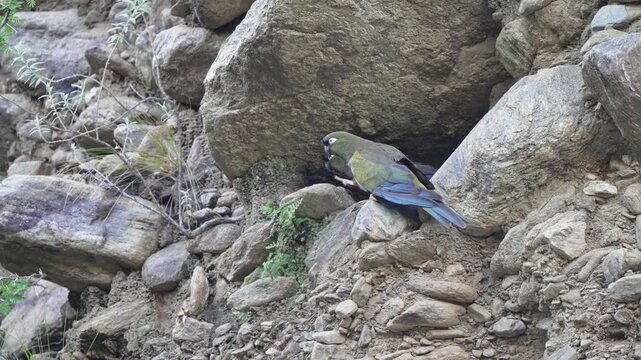 Two burrowing parrots interact on a rocky cliff face, perched among stones and sparse vegetation in a natural setting.