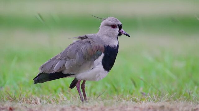 Southern lapwing grooms and ruffles its feathers while standing on short grass, shown in close-up with soft green background for wildlife or behavior studies.