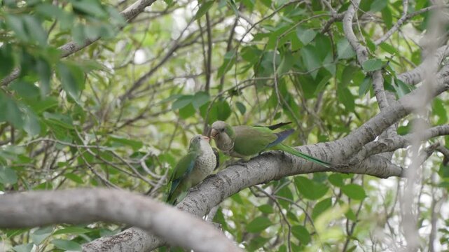 Two young monk parakeets sit close together on a leafy branch, gently preening each other in a quiet forest setting, useful for wildlife behavior or animal bonding themes.