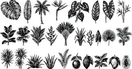Vintage Rose Botanical Engraving Vector Set with Flowers, Buds, Leaves, Rose Hips and Thorny Branches, Hand Drawn Black and White Woodcut Botanical Illustration Isolated on White Background © Mahi Fattah