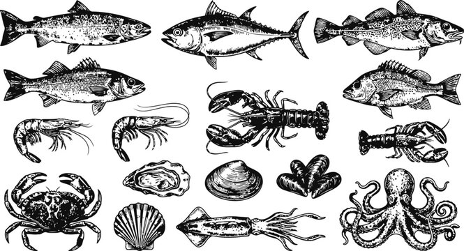 Assorted seafood illustrations with detailed linework and vintage etching style on a white background for culinary design