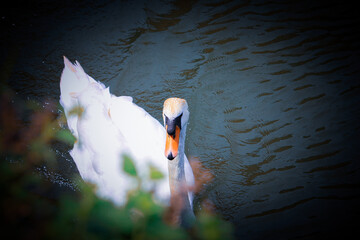 swan on the lake © Zoe