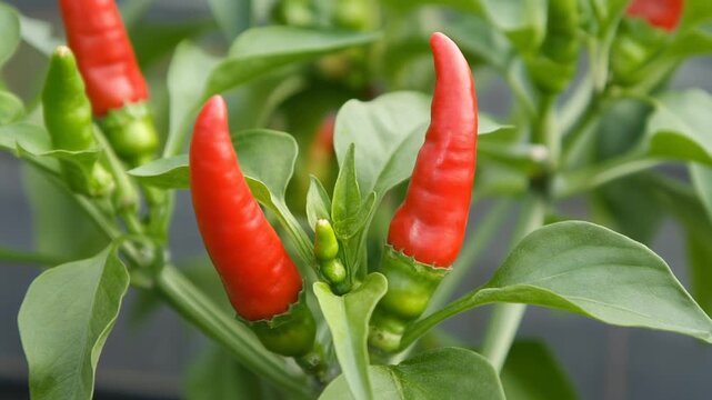 A vibrant close-up of bright red chili peppers ripening on a green plant, showcasing organic farming and fresh produce for culinary or agricultural content.