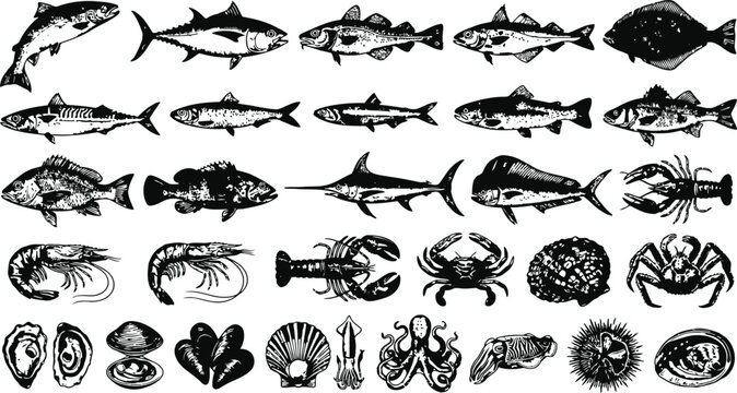 Vintage seafood collection with detailed illustrations of fish crustaceans and shellfish against a white background