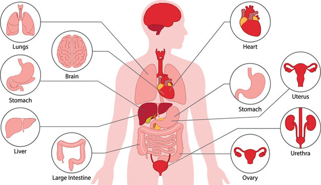 Female anatomical infographic chart showing body profile silhouette with labeled round visceral organ icons vector illustration
