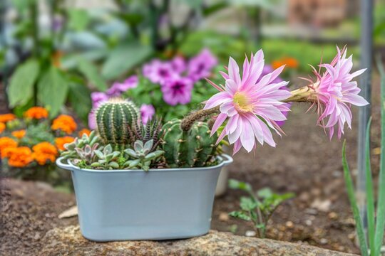 寄せ植え サボテン 大豪丸  満開の花
