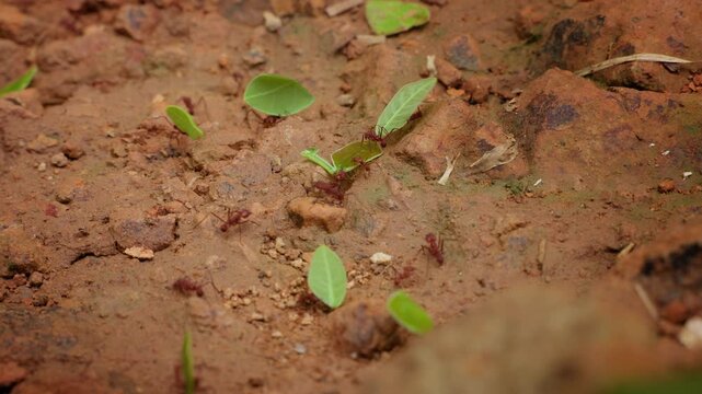 Ants march in organized line carrying freshly cut green leaves across reddish brown soil in tropical rainforest. Leafcutter colony workers transport foliage to underground nest for fungus cultivation.