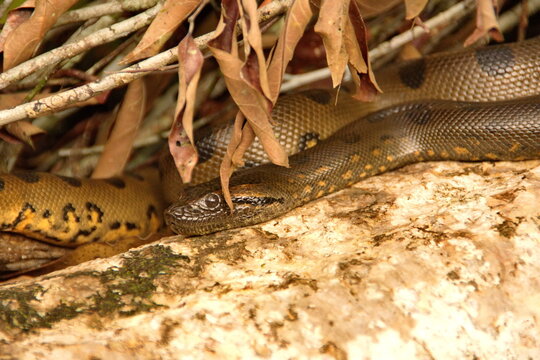 Green anaconda (Eunectes murinus) on a log in the Cuyabeno Wildlife Reserve, outside of Lago Agrio, Ecuador