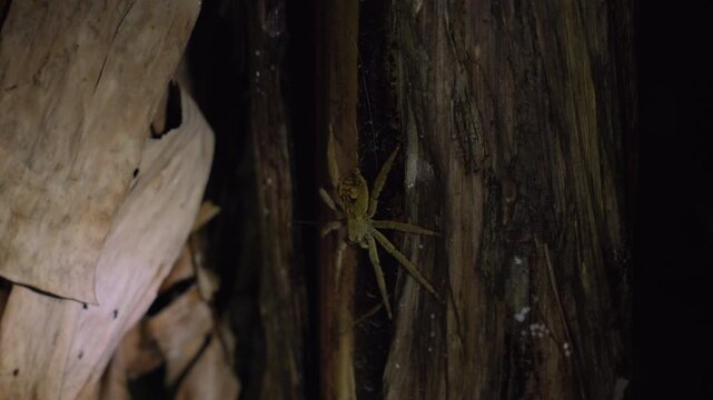 Huntsman spider rests motionless on weathered banana tree trunk during nighttime in tropical jungle. Dried leaves and peeling bark surround the camouflaged arachnid in dark forest setting.