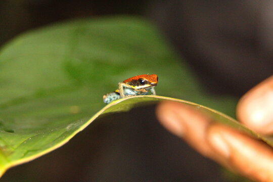 Ruby poison frog (Ameerega parvula) on a leaf in the Cuyabeno Wildlife Reserve, outside of Lago Agrio, Ecuador