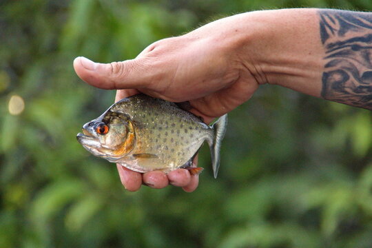 Redeye piranha (Serrasalmus rhombeus) in a hand in the Cuyabeno Wildlife Reserve, outside of Lago Agrio, Ecuador