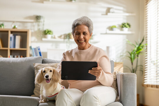 Senior woman tablet dog sofa living room calm happy scene with pet companionship, home technology, gray couch, indoor plant, shelf, natural light, relaxed lifestyle