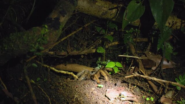 Group of people observing night dwellers in the jungle as a large tarantula spider emerges from its burrow on the forest floor surrounded by roots and tropical vegetation.