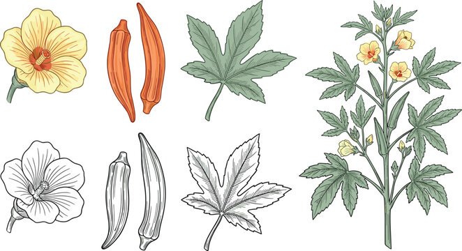Okira plant botanical sketch illustration set featuring fresh green leaves yellow flowers and orange pods