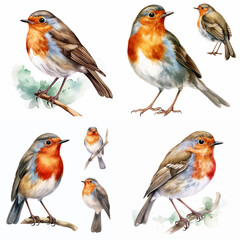Fototapeta premium Collection of European Robin Birds Watercolor Illustrations Featuring Various Poses and Detailed Feathers for Nature Design