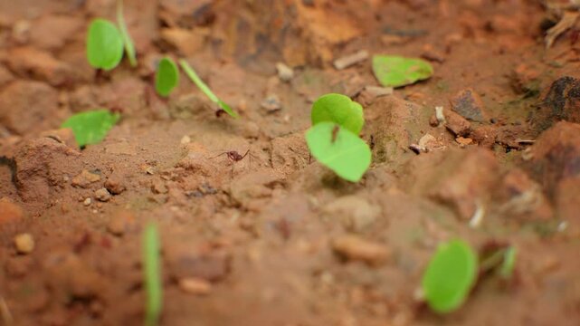 Leafcutter ants carry vibrant green leaf pieces across reddish-brown tropical soil in a macro close-up shot. Shallow depth of field highlights industrious insects against the earthy textured ground.