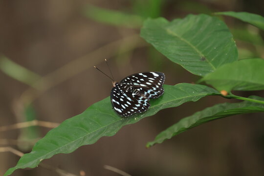 Blue-spot Archduke (Lexias albopunctata) ,is locally common in montane forests and frequently comes to rotten fruits that has fallen to the ground
Pang Sida National Park in Sa Kaeo Province,Thailand