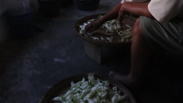 Village farmer sorting freshly harvested white sesbania flowers on bamboo trays before selling them at a traditional market in rural Java, Indonesia.