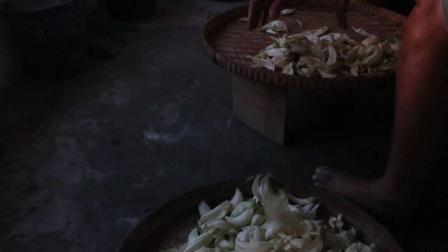 Village farmer sorting freshly harvested white sesbania flowers on bamboo trays before selling them at a traditional market in rural Java, Indonesia.