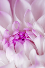 Obraz premium Abstract nature pattern of white pink flower petals, nature texture as natural background or backdrop. Macro flowery texture, colored aesthetic photo of blooming dahlia petal, trend botanical design.