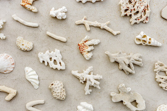 Natural Sea Corals and shells at sunlight on beige sandy color background, beach mood, summer holiday relahation concept, beauty nature sea still life, minimal aesthetic lifestyle pattern, top view.
