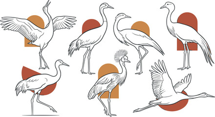 Naklejka premium Elegant Crane Bird Illustration Collection Featuring Standing Walking Flying Dancing and Wading Wetland Wildlife Outline Vector Set