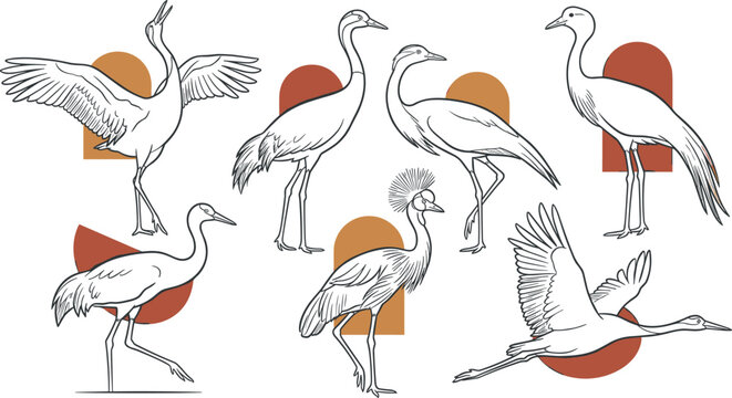 Elegant Crane Bird Illustration Collection Featuring Standing Walking Flying Dancing and Wading Wetland Wildlife Outline Vector Set