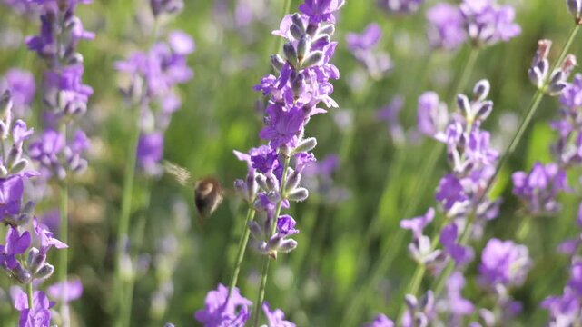 Honey bee collecting nectar from lavender flower