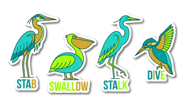 Various Bird Illustrations with Action Verbs: A collection of stylized illustrations featuring a heron, a pelican, another heron, and a kingfisher.