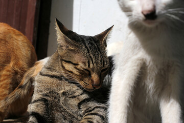 Obraz premium Tabby cat rests calmly behind white cat.