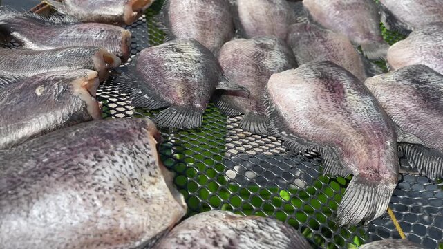 Close-up of sun-dried gourami fish on a traditional bamboo tray, preparing for cooking and preservation process in Thai style food background.