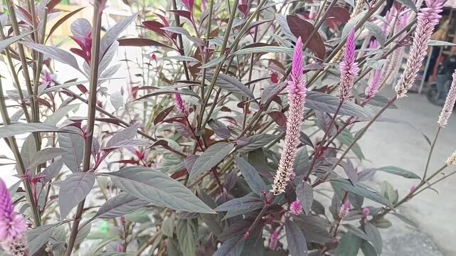 Purple Wheat Celosia (Celosia spicata) Flower Blooming in Tropical Garden