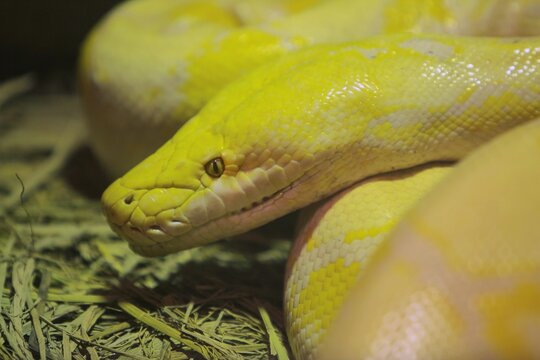 Side view of a resting yellow python