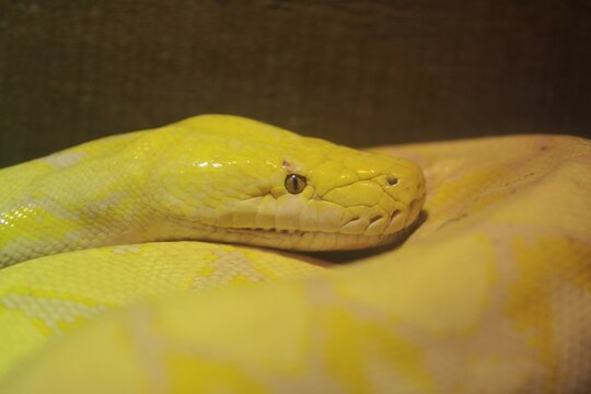 Side view of a resting yellow python