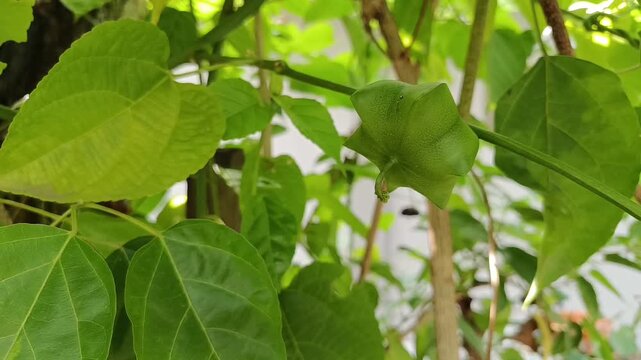 Green Sacha Inchi (Plukenetia volubilis) Fruits Growing on Vine in Tropical Garden
