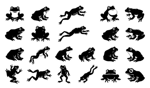 Frog vector set with sitting jumping and amphibian animal illustration collection
