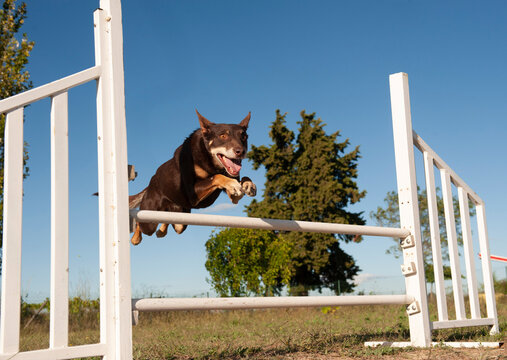 training of dog in agility
