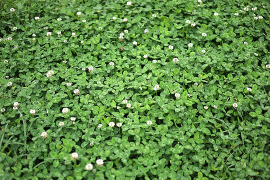 A vast green field filled with blossoming white clover plants in a vertical composition.