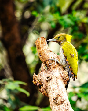 Greater Yellownape is a large green woodpecker with a bright yellow crest and nape. It scales tree trunks, feeding on insects and larvae, while its loud calls echo through forest canopies.